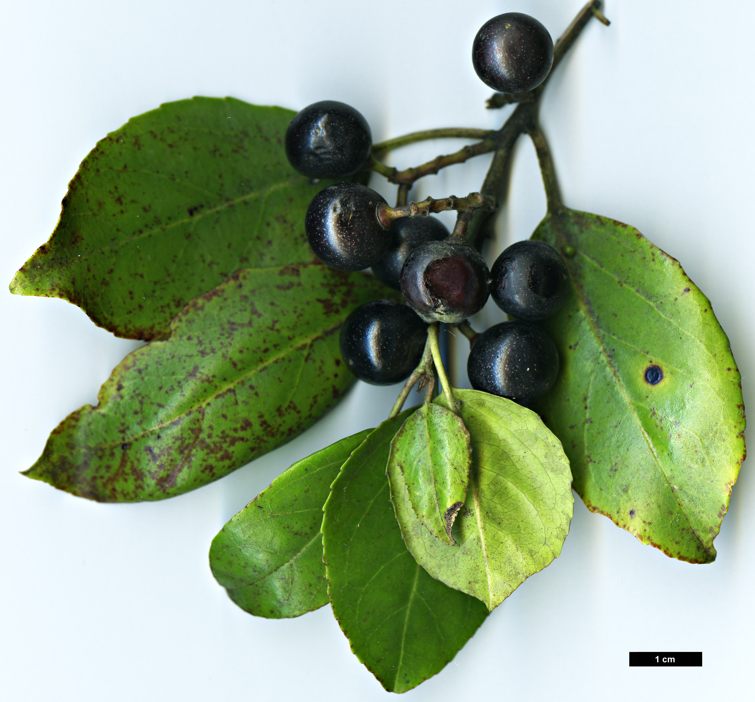 High resolution image: Family: Rhamnaceae - Genus: Rhamnus - Taxon: glandulosa